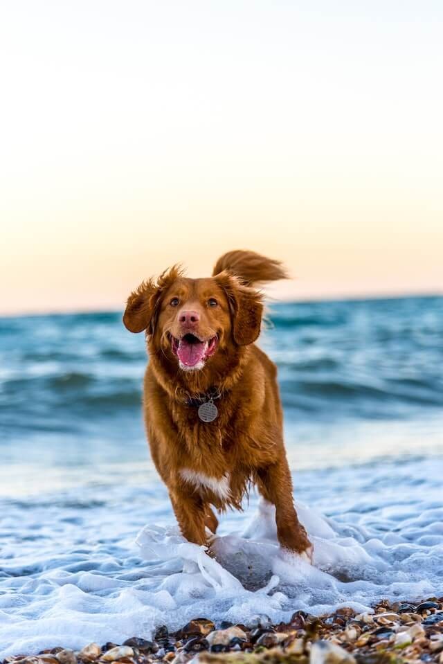 Pet Friendly Villas in Croatia